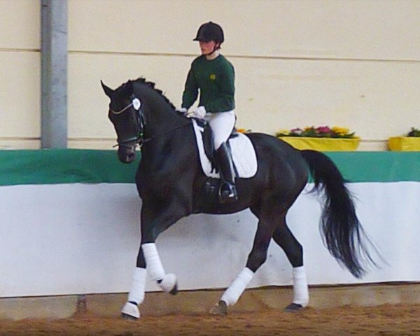 Pferd Merlin (Trakehner, 2008, von Gribaldi)