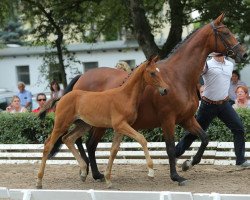 broodmare Hettibell (Trakehner, 2013)
