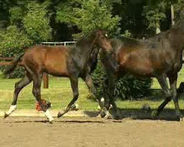 Video of Zigeunerlist xx