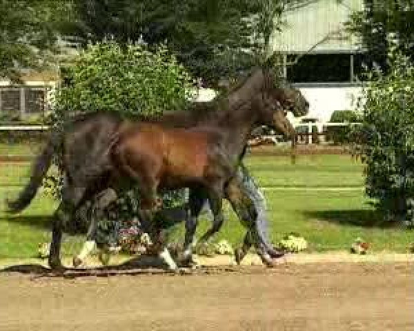 Video of Zigeunerlist xx