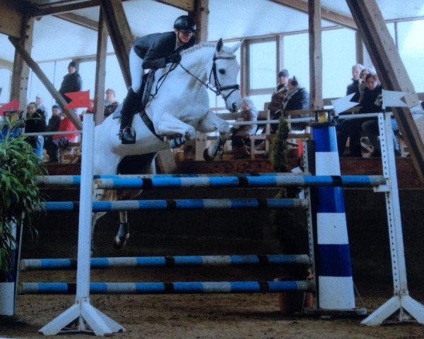 jumper Pasadena Pink Prada (German Warmblood, 1998, from Cameron)