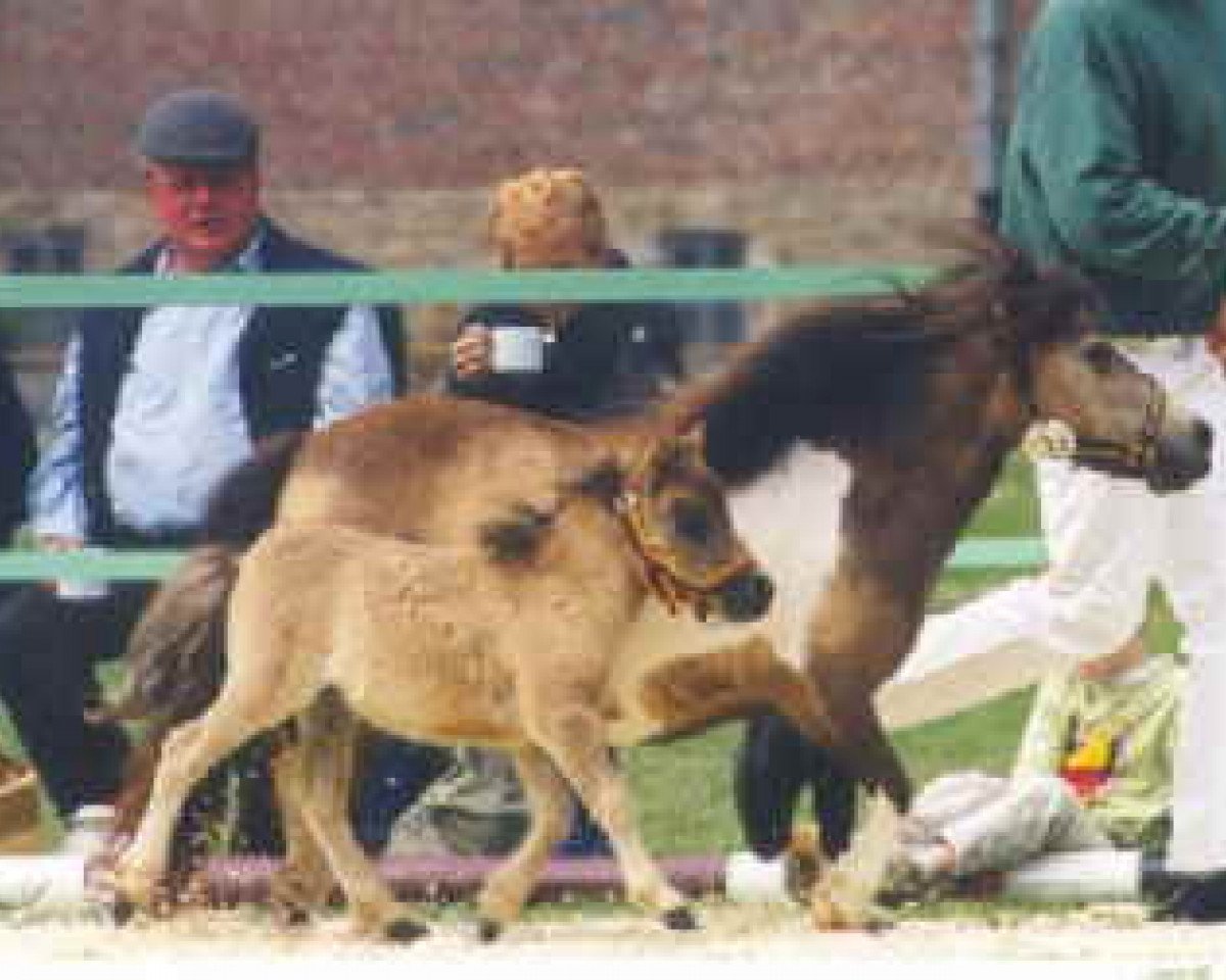 Zuchtstute Crazy Colours Maja (Shetland Pony (unter 87 cm), 1993, von Ringo)