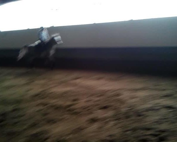 Video of El S Kassya ox