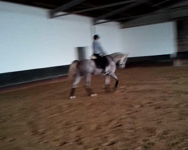 Video of El S Kassya ox