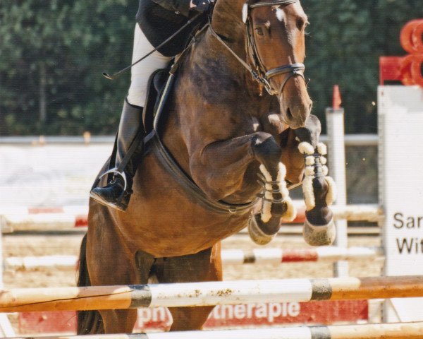Springpferd Ascita (Westfale, 2009, von Arpeggio)