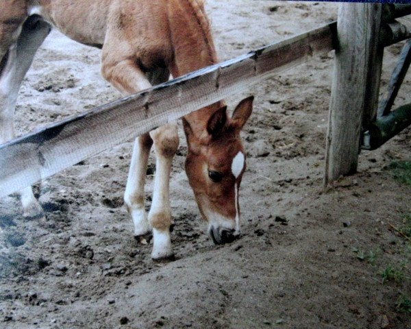 dressage horse Akidos (Holsteiner, 1999, from Alcatraz)