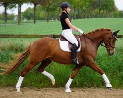 dressage horse Cosina (German Riding Pony, 2009, from Valdez HS)