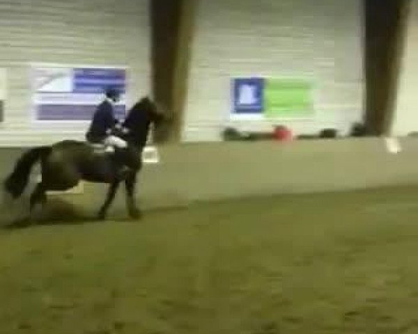 Video von Cornet's Cheenook P