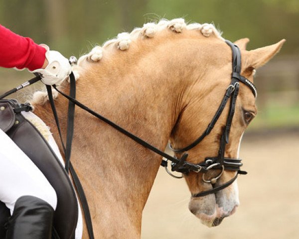 broodmare Deine Maid P (German Riding Pony, 2008, from Dior)