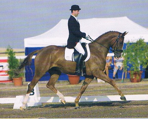 broodmare Dance Groove (Oldenburg, 2002, from Dream of Heidelberg II)