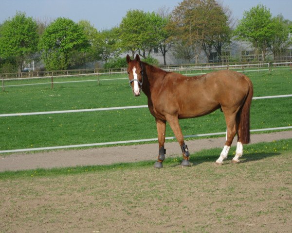 Cavallo da Dressage Gandolph H (Westfale, 2002, di Grosso Z)