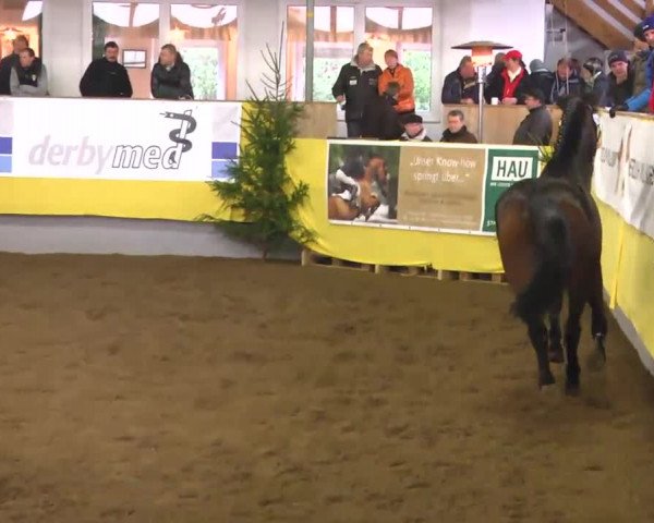 11. Süddeutsches Freispringchampionat 2013
Prüfung Nr. 1 3-jährige Springpferde 1. Abteilung
