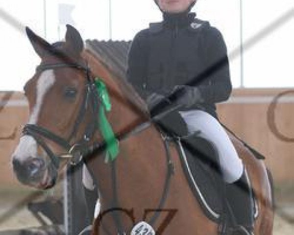 horse Mister Capri D (German Riding Pony, 1997, from Merano)