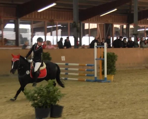 17. Appelhülsener Dressurtage 2013 01.12.2013, Junior- Cup TG Baumberge Springen