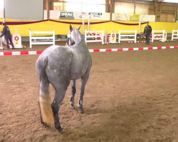 11. Süddeutsches Freispringchampionat 2013
Prüfung Nr. 1 3-jährige Springpferde 3. Abteilung