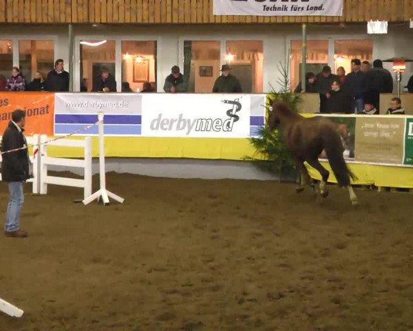 11. Süddeutsches Freispringchampionat 2013
Prüfung Nr. 2 4-jährige Springpferde 2. Abteilung

