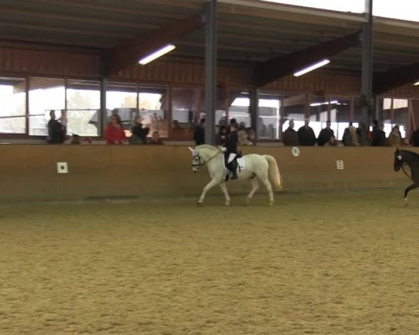 17. Appelhülsener Dressurtage 2013 01.12.2013, Junior- Cup TG Baumberge Dressur