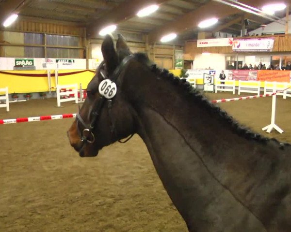 11. Süddeutsches Freispringchampionat 2013
Prüfung Nr. 2 4-jährige Springpferde 2. Abteilung