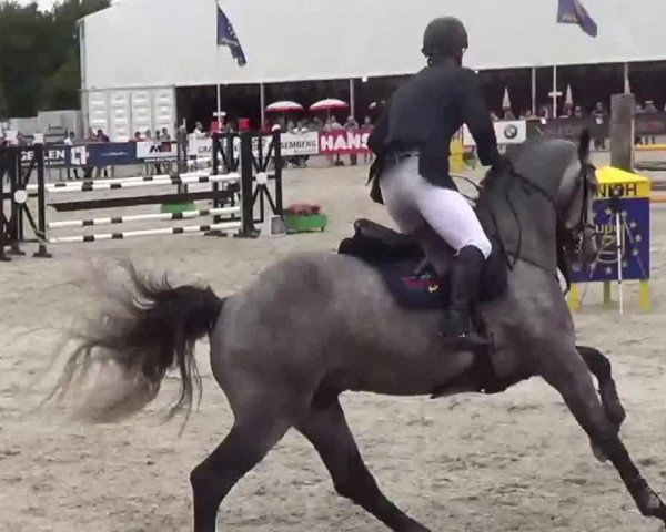Video of Cantitus Z
