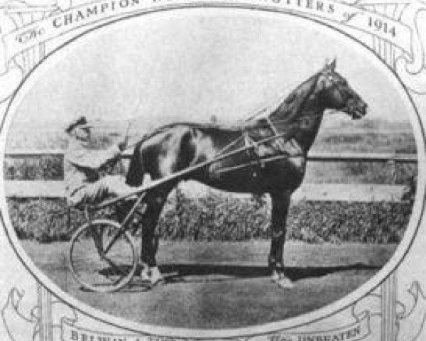 Stallion Belwin 57203 (US) (American Standardbred, 1910, from McKinney 8818 (US))