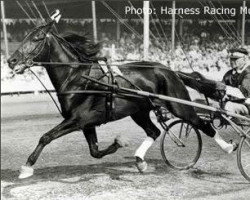 stallion Hoot Mon 76700 (US) (American Trotter, 1944, from Scotland 68146 (US))