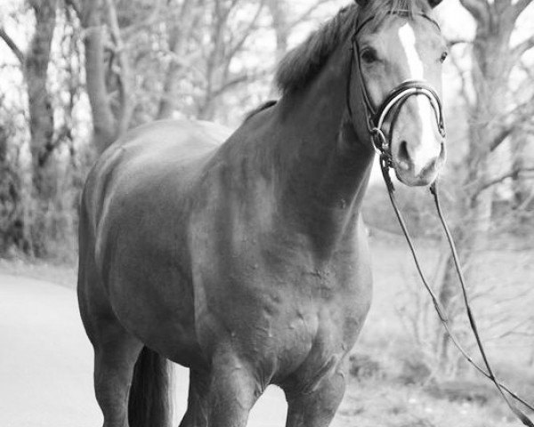 dressage horse Wikinger 68 (Hanoverian, 2006, from Wolkentanz I) dressage horse Wikinger 68 (Hanoverian, 2006, from Wolkentanz I)
