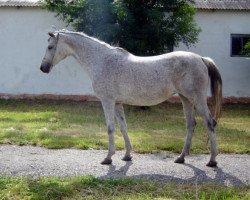 broodmare Vivien 1999 ox (Arabian purebred, 1999, from Abitibi 1988 ox)