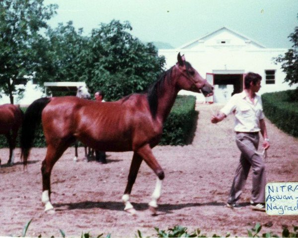 broodmare Nitra 1976 ox (Arabian purebred, 1976, from Aswan 1958 EAO)