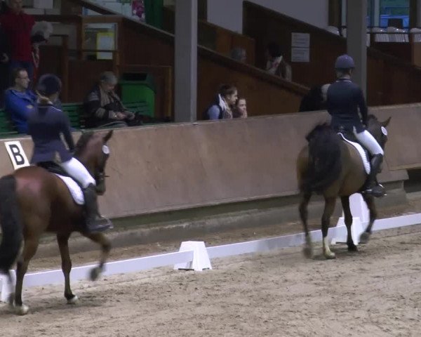 Video von Noble Princess 2, Pertardo, Paula Finess