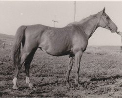 broodmare Kopna 1948 ox (Arabian purebred, 1949, from Korej 1939 ox)