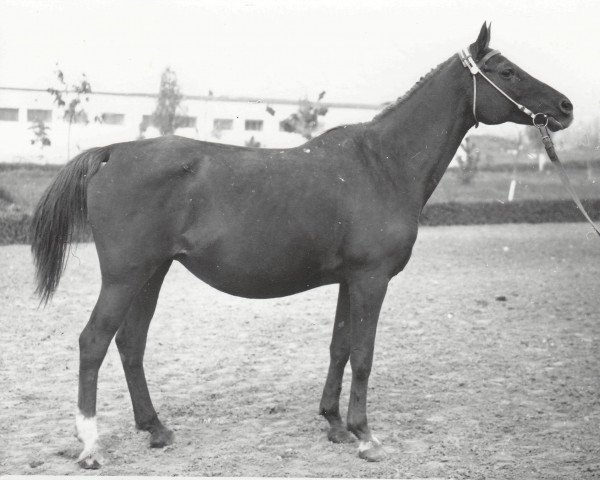 broodmare Karmen 1956 ox (Arabian purebred, 1956, from Negatiw 1945 ox)
