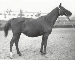 broodmare Karmen 1956 ox (Arabian purebred, 1956, from Negatiw 1945 ox)