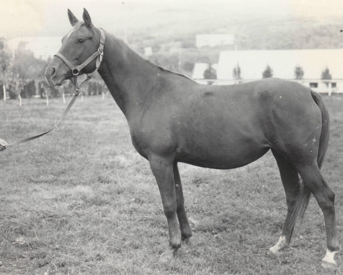 broodmare Karmensita 1969 ox (Arabian purebred, 1969, from Mak 1956 ox)