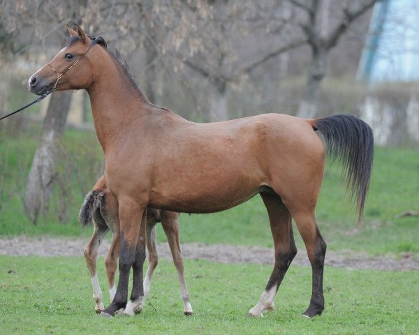 broodmare Valentnost 2007 ox (Arabian purebred, 2007, from Nitagor 2001 ox)