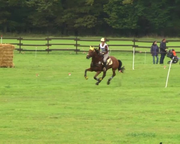 Linkenheim-Hochstetten 20.10.2013 12c Vielseitigkeitsprüfung Kl.L – Gelände Badische Meisterschaften Reiter 2013