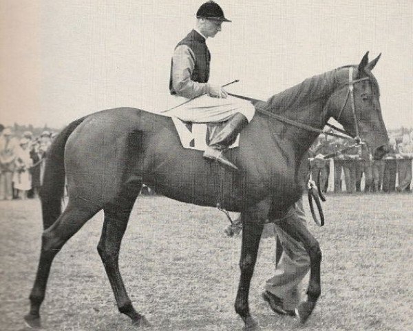 broodmare Schwarzgold xx (Thoroughbred, 1937, from Alchimist xx) broodmare Schwarzgold xx (Thoroughbred, 1937, from Alchimist xx)
