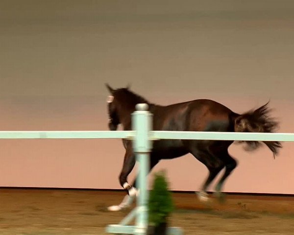 Hengstvorauswahl Springpferdezuchtverband Oldenburg International