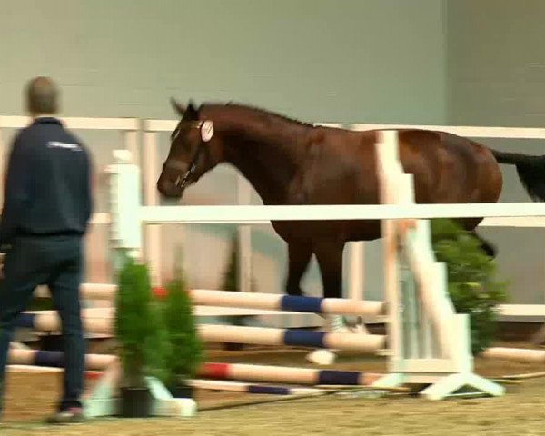 Hengstvorauswahl Springpferdezuchtverband Oldenburg International