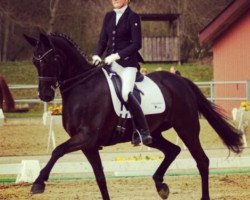 dressage horse CM's Al Amira (Bavarian, 2004, from Weltfürst)
