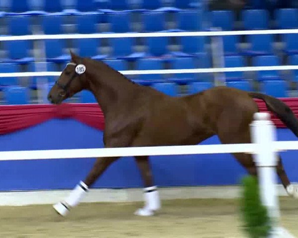 Video of giacomo-b
