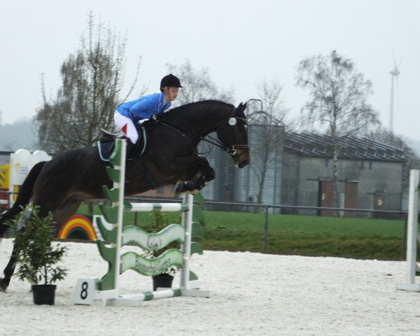 jumper Candeur 13 (Holsteiner, 2008, from Calido I) jumper Candeur 13 (Holsteiner, 2008, from Calido I)
