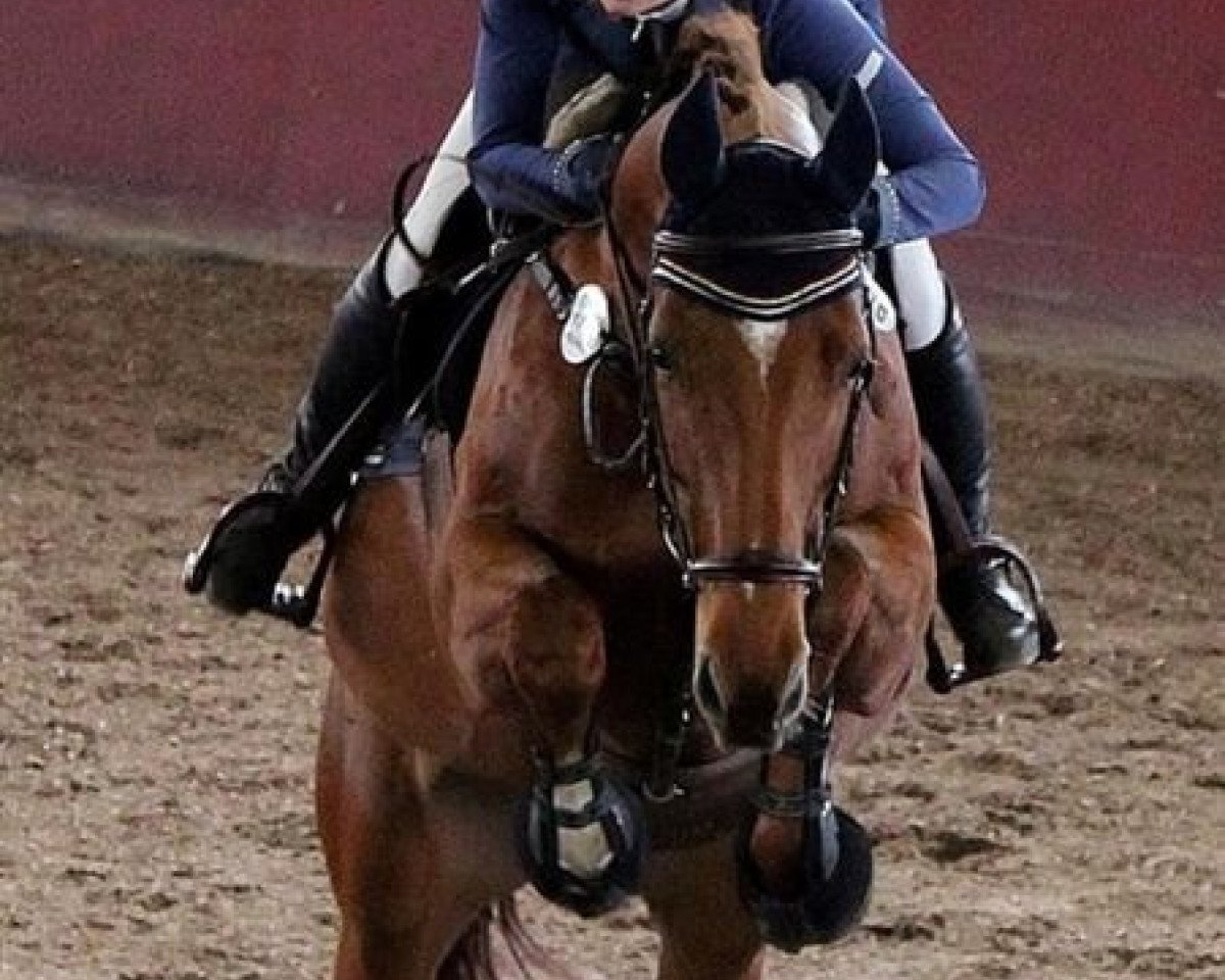 broodmare Chayenne Blue (German Sport Horse, 2008, from Chacco-Blue)