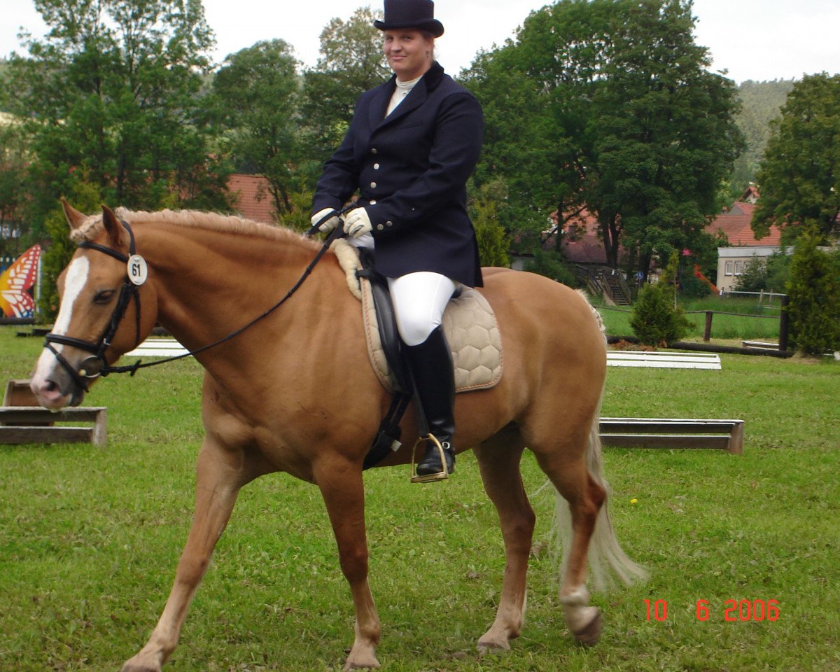 horse Nico 449 (Haflinger, 1996, from Napoleon (12,5% ox))