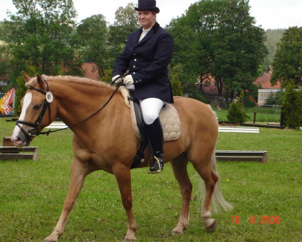 horse Nico 449 (Haflinger, 1996, from Napoleon (12,5% ox))
