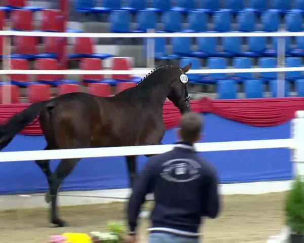 Hengstvorauswahl Verband der Züchter des Oldenburger Pferdes 2013