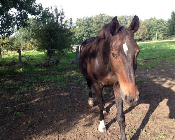 horse Onassis 13 (KWPN (Royal Dutch Sporthorse), 1996, from Peter Pan)