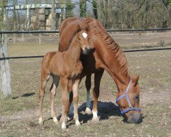 jumper Nairobi Sunshine CMN (Hanoverian, 2013, from Numero Uno)