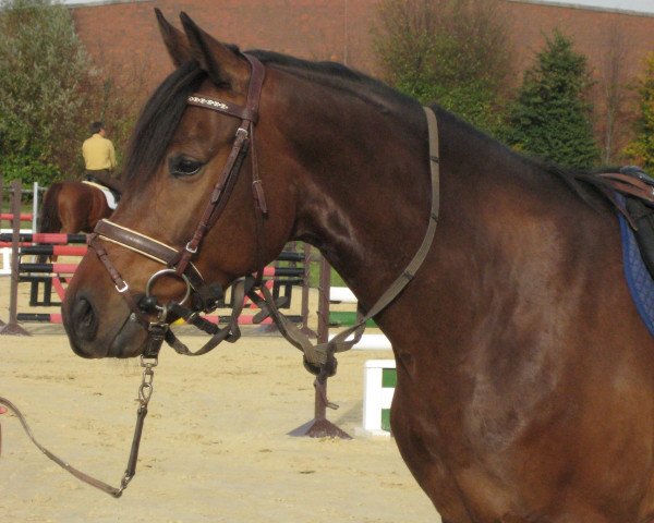 horse Danny Boy (Rhinelander, 2008, from Dynast)