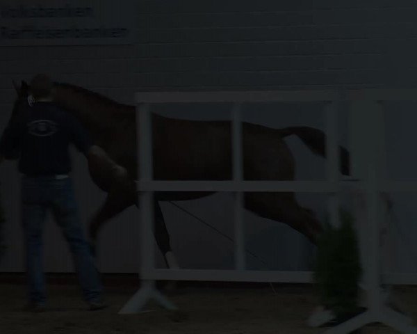 Video von Calippo 8
