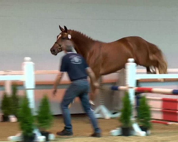 Video of Hengst von Cornet's Stern